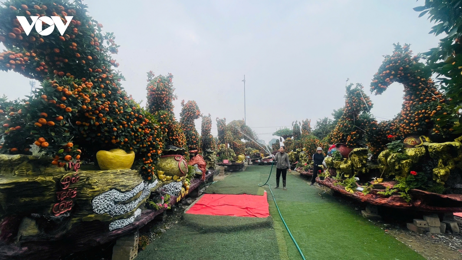 Vụ hoa Tết ở Hưng Yên có gì khác lạ?